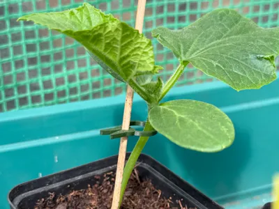 Plant clip for wooden skewers