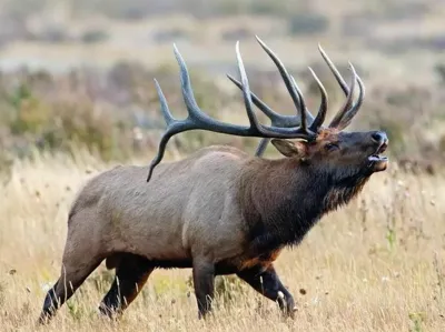 CCT Titoqatimt wewúkye  Elk