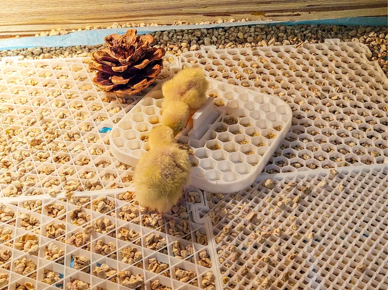 宠物芦丁鸡喂食盘（育雏1月内）