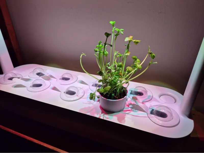 Click & Grow Large Cups