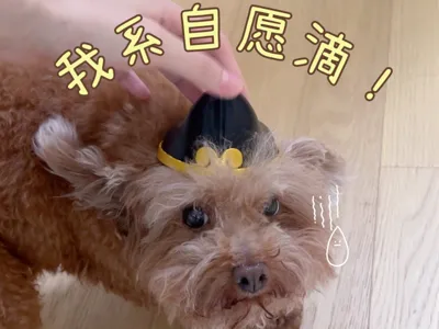 Pet Pigsy Hat