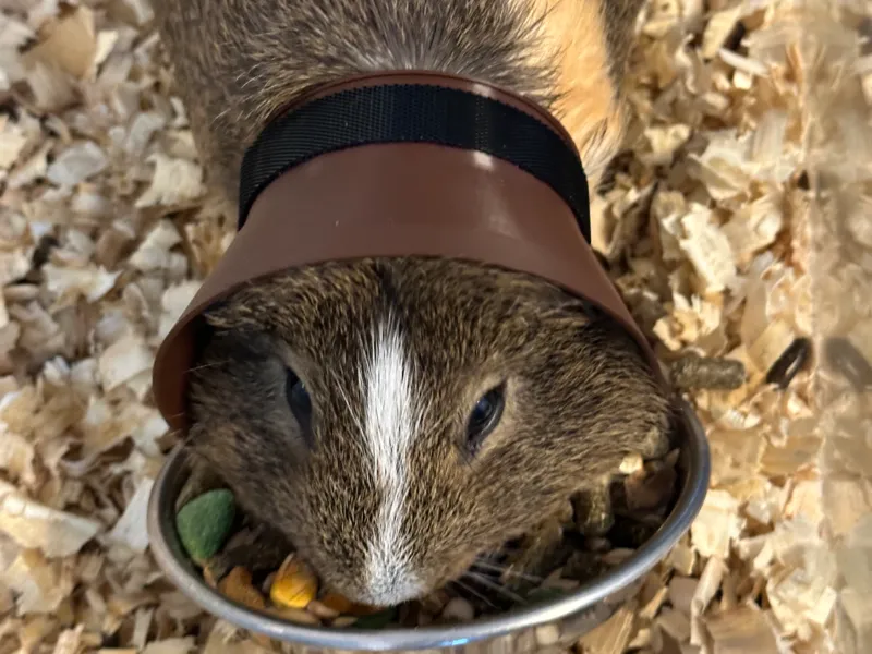 Protective plastic collar for rodents