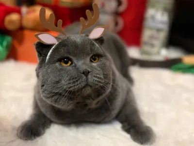 Christmas Reindeer Ears Headband