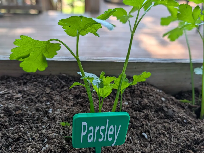 Parsley Plant Tag – Easy Print Garden Marker