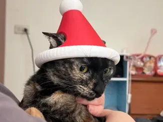 Christmas Cat Hat