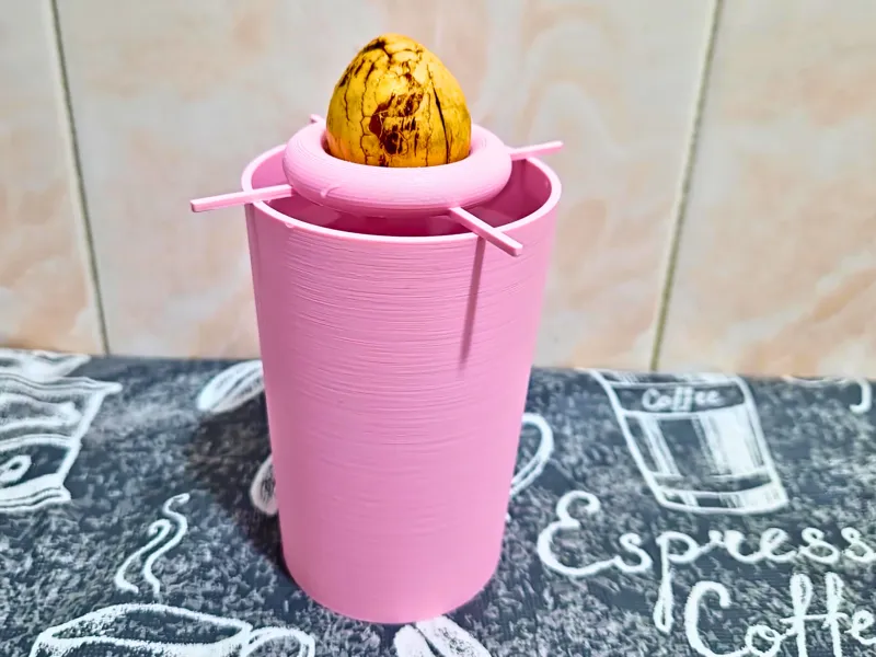 Avocado Hass Seed 