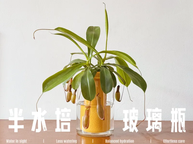 半水培玻璃瓶