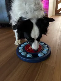 Insert tapis à lécher pour chien 15 cm — photo 3