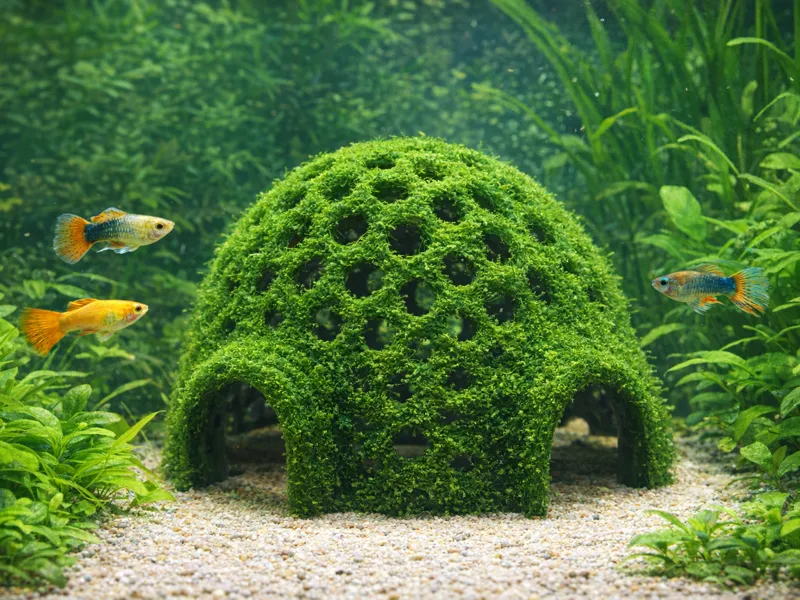 Single-Entrance Moss Dome Minimal Aquarium Shelter
