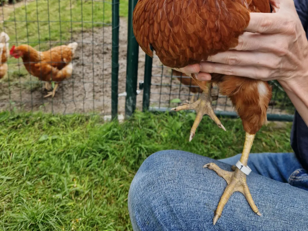 Chicken leg band, leg ring for your chicken - Free 3D Print Model ...