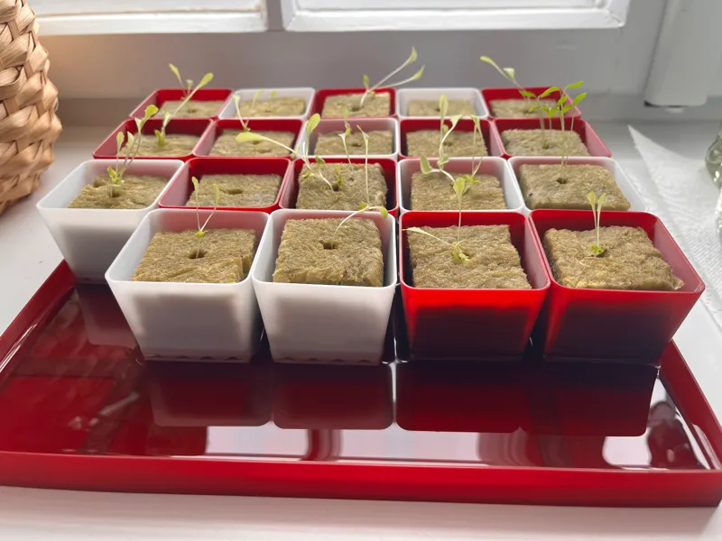 Seedling box 5x5