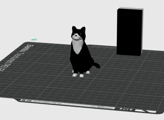 Black and white cat 奶牛猫