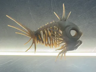 Magikarp scheletro 