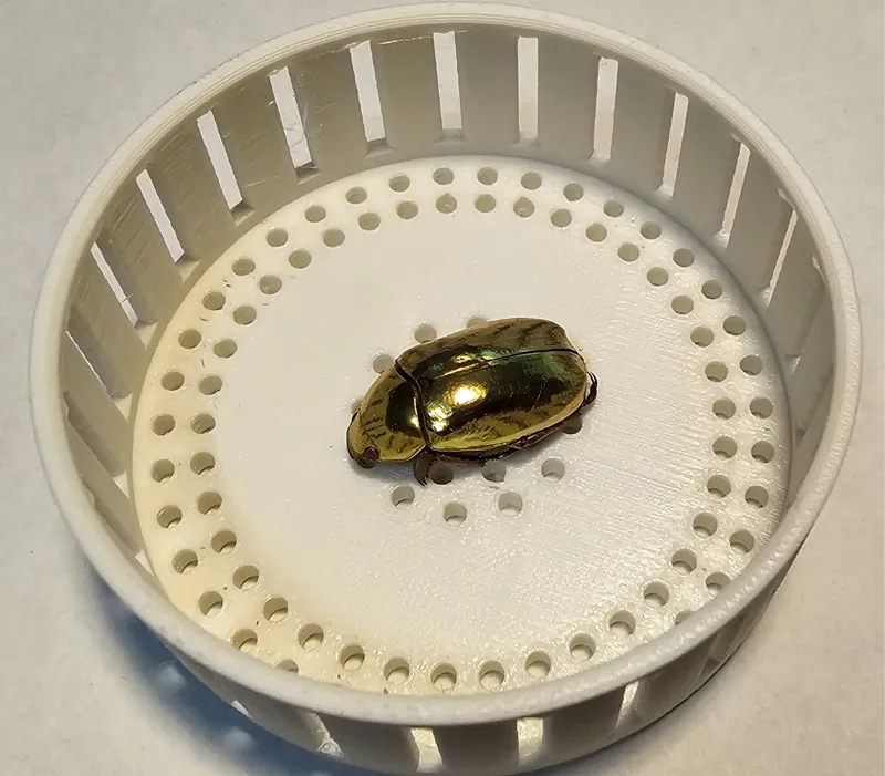 Insect rehydrating dish for insect taxidermy 