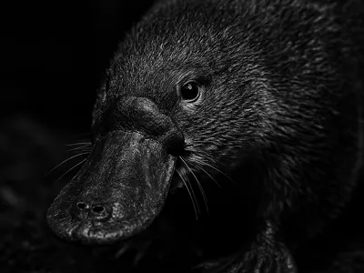 Hueforge Platypus