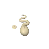Tirelire spermatozoïde — photo 4