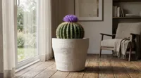 Extra Large - 27 cm / 10.6" tall, 32 cm / 12.6" wide