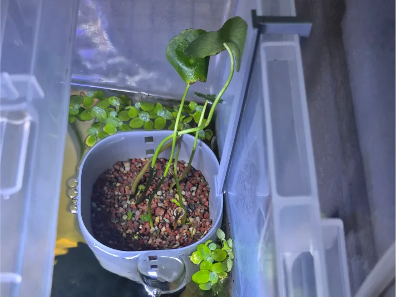 Plant Holder(Adjustable Height)(8x8x6)(LxWxH)CM