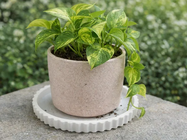 Soucoupe ondulée pour pot de fleurs