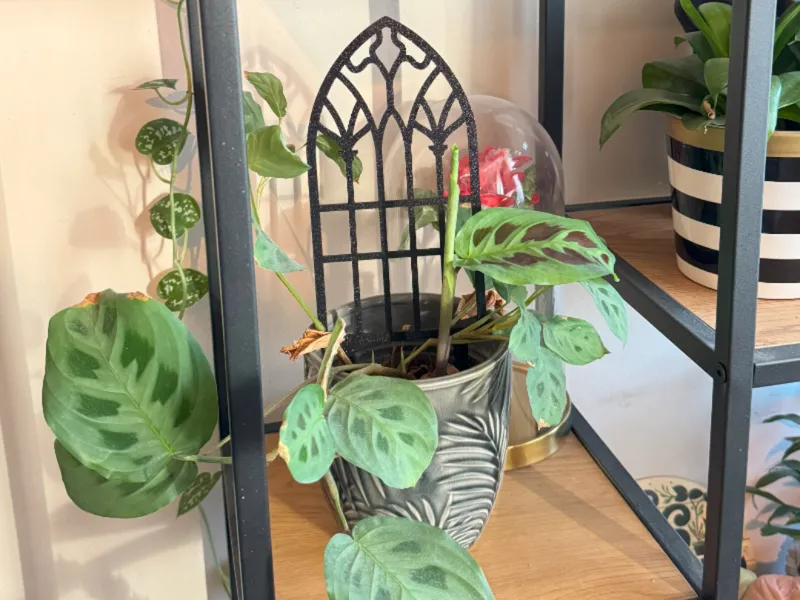 Plant trellis, support, Ghotic theme