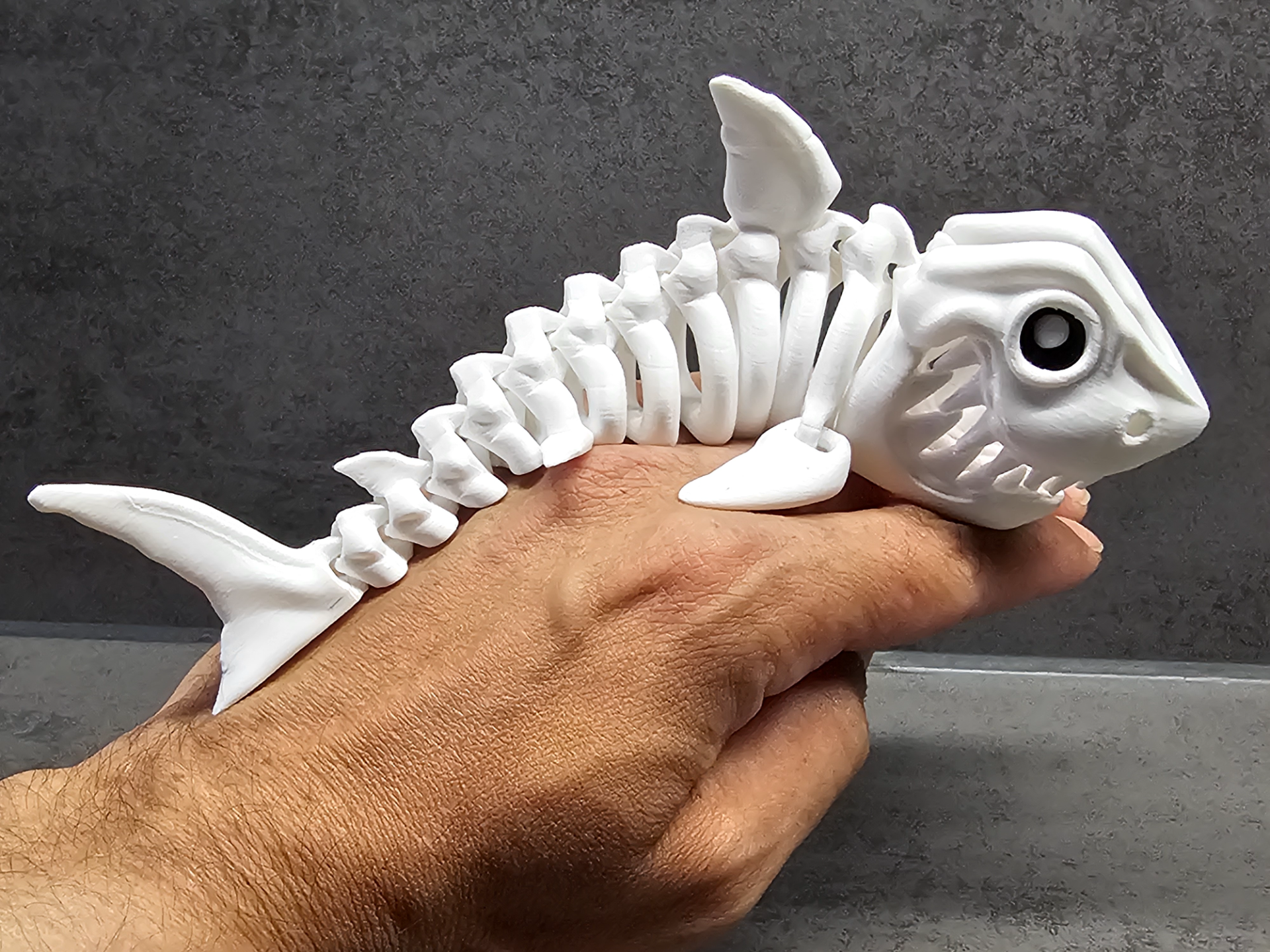 Shark Skeleton Articulated