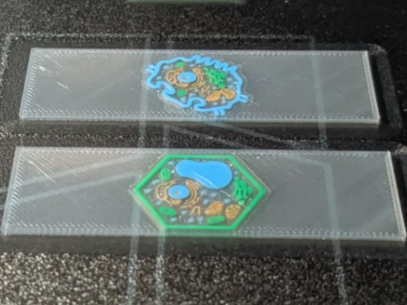 Animal and Plant Cell on Microscope Slide
