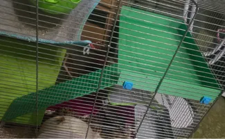 Floor to the rodent cage