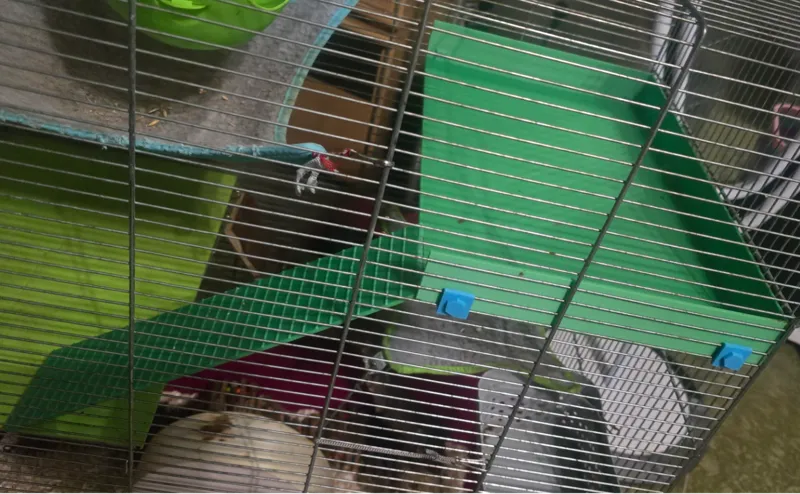 Floor to the rodent cage