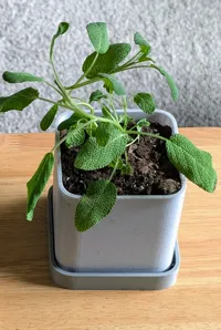 100mm planter & base 0.2mm layer, 2 walls, 15% infill