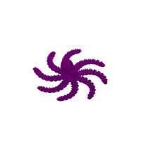 Kraken articulé — photo 2