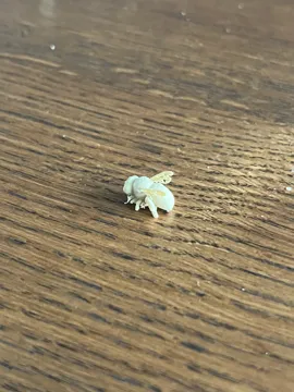 Accesorio para boquillas: The smallest bee in the world (Nozzle 0.4) — vista de referencia 3