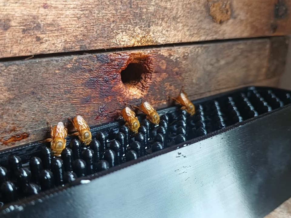 Alimentador Externo para Abelha sem ferrão