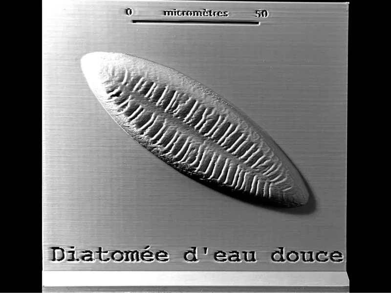 Projet microphotographies de diatomées