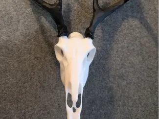 Deer skul