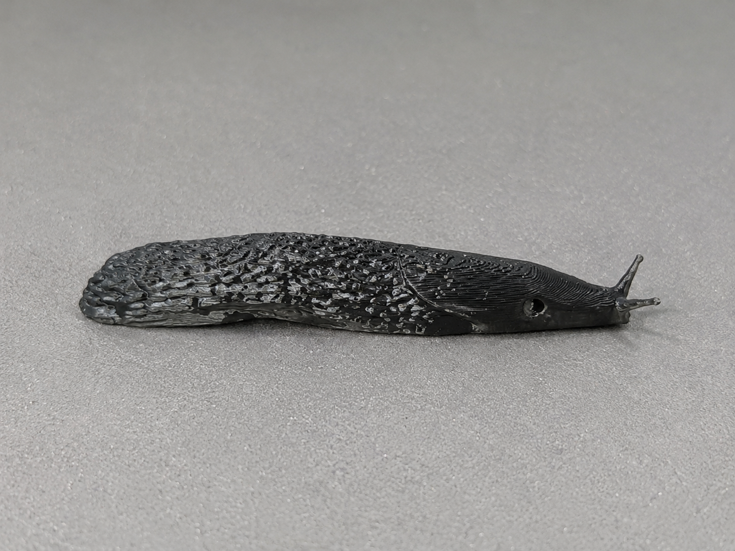 Ultra-Realistic Textured Slug / Garden Limax