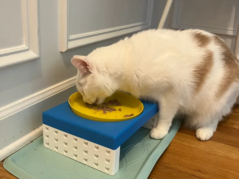 IKEA Plate Cat Feeder Stand