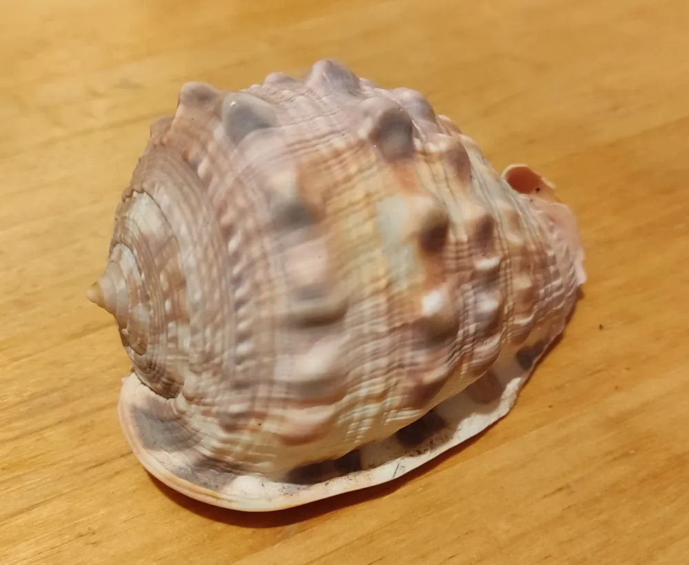 Conch Shell - Free 3D Print Model - MakerWorld