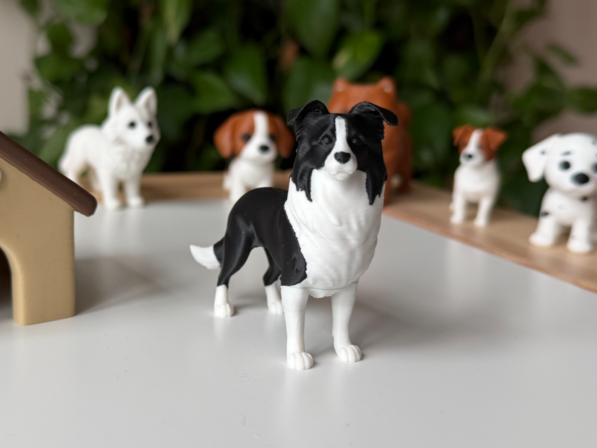 Border Collie