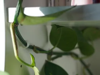Plant support clip for cabinet shelf holes