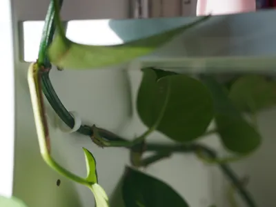 Plant support clip for cabinet shelf holes