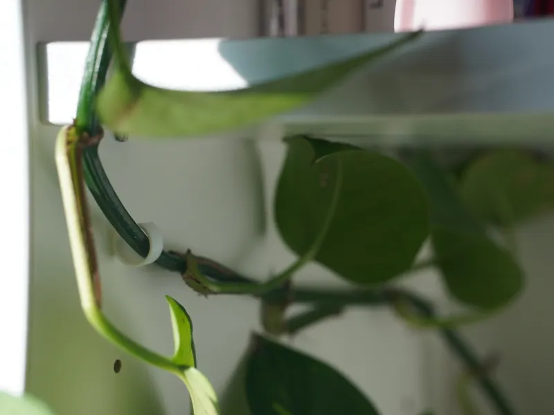 Plant support clip for cabinet shelf holes