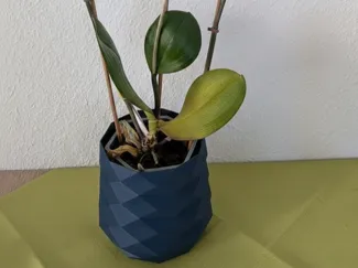 Orchid pot