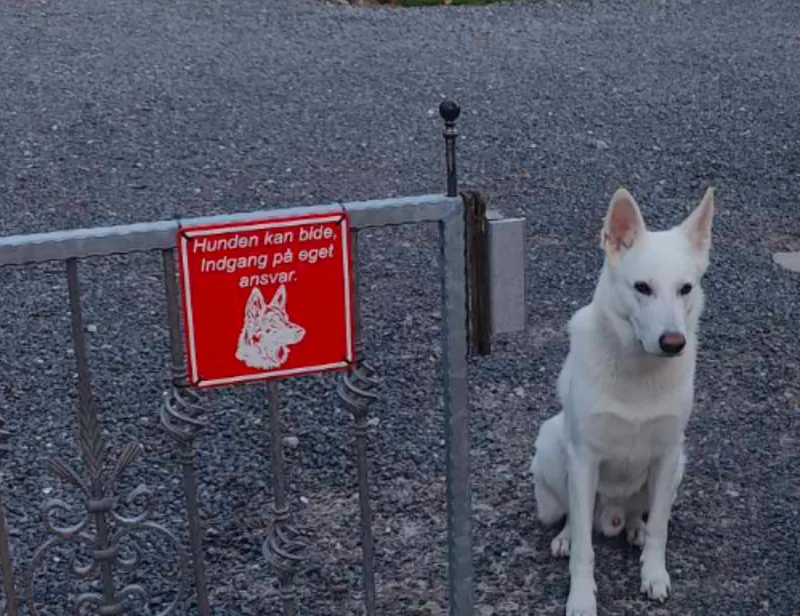 Hunden bider skilt