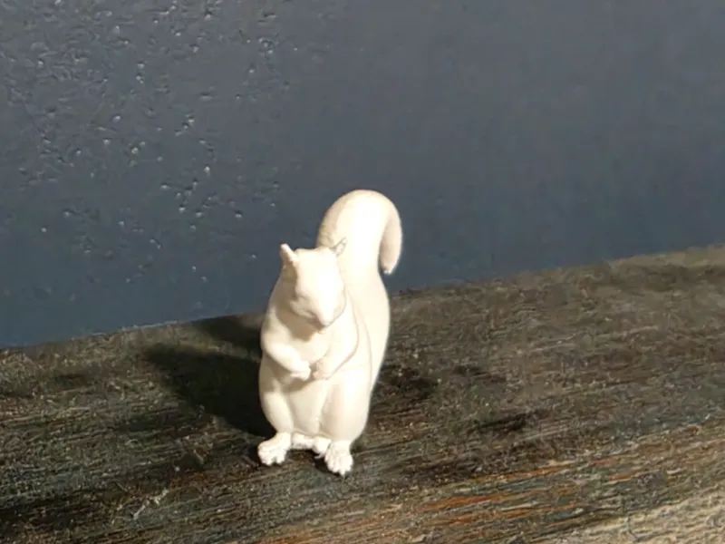 White Squirrel