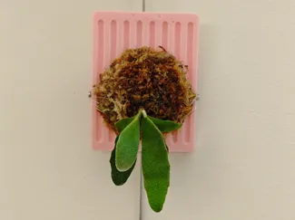 超迷你 鹿角蕨种植板 板植板