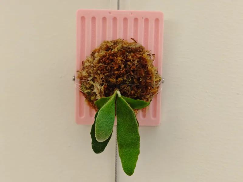 超迷你 鹿角蕨种植板 板植板