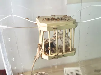 Cage suspendue pour fourmis