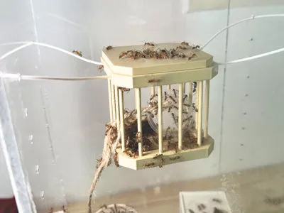 Hanging Ant Cage