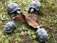 Tortue terrestre — photo 1