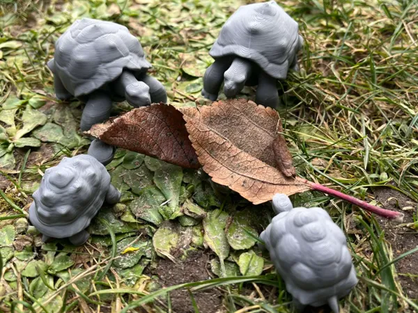 Tortue terrestre